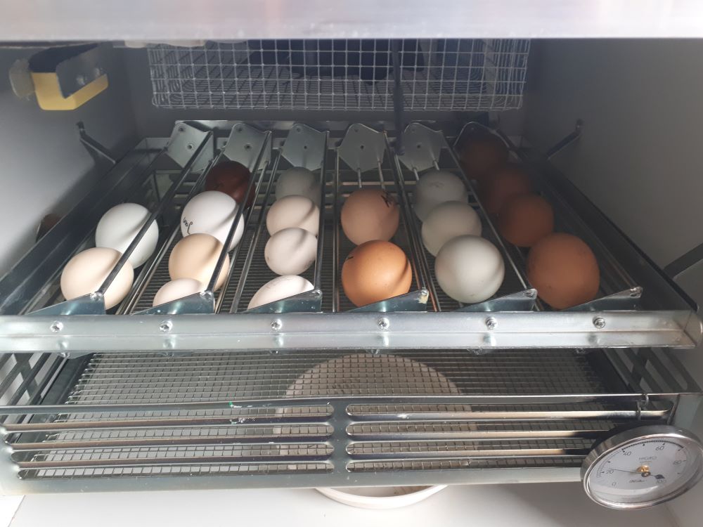 Vom Ei zum Huhn- Sachunterrichsprojekt der 1. Klassen
